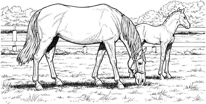 Free Horse Coloring Pages