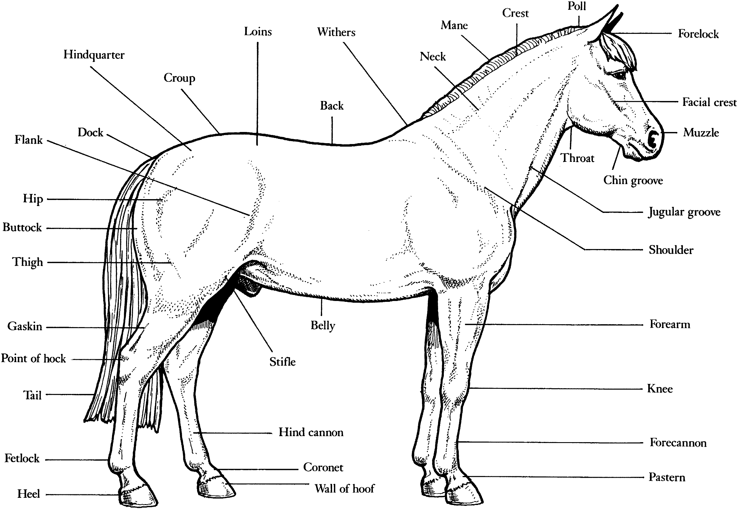 horse 19