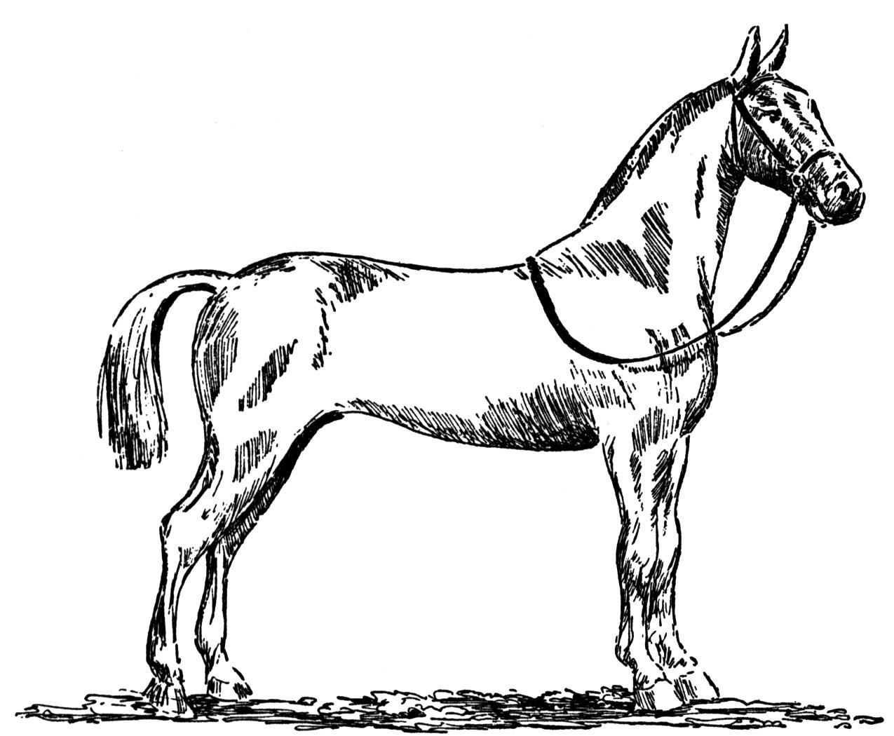 paint horse coloring pages - photo #40