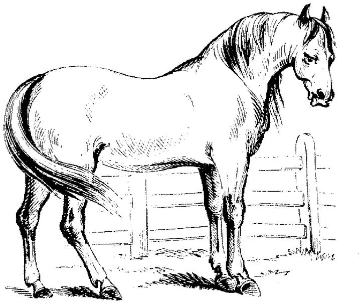 quarter horse coloring pages printable - photo #25