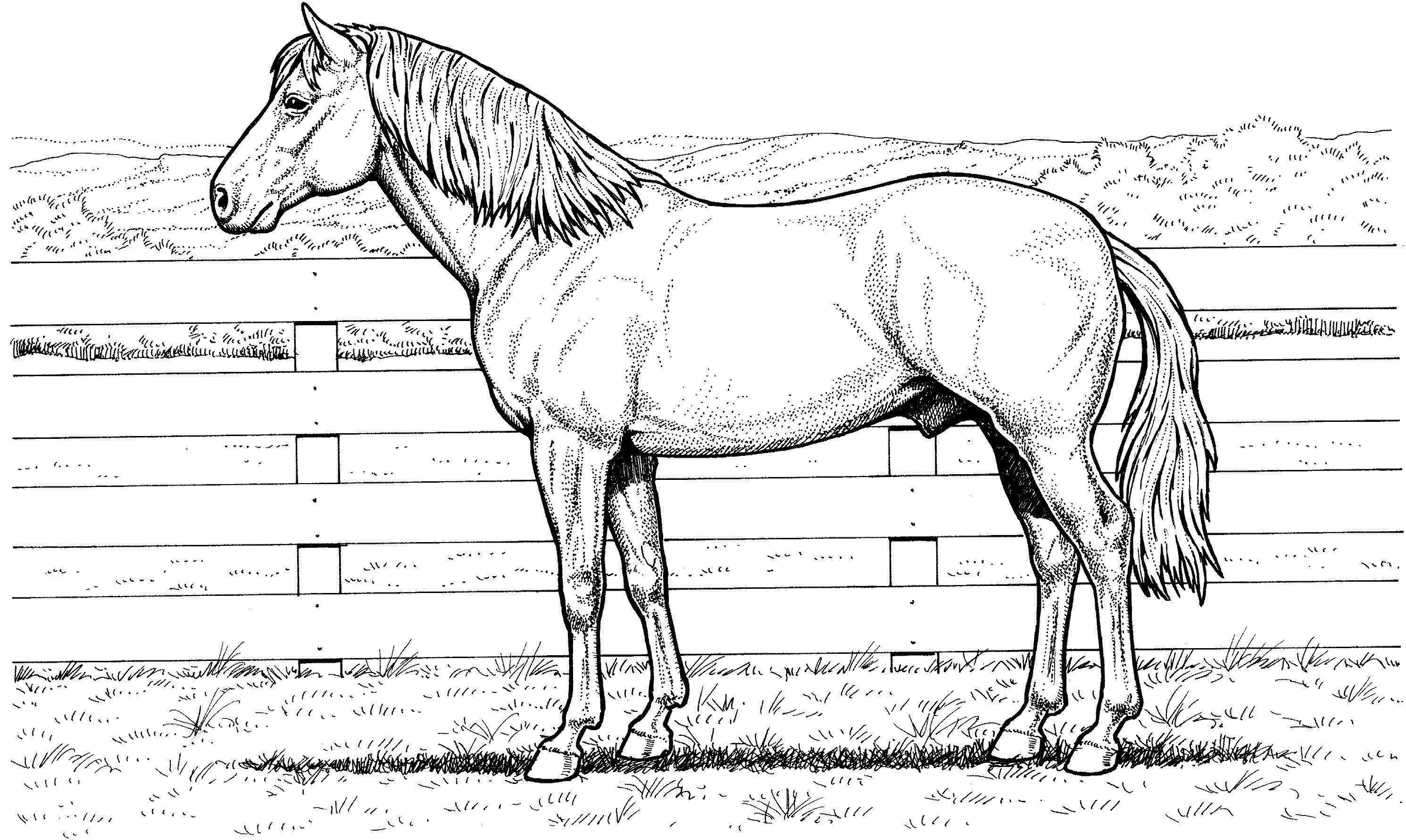 Advanced Coloring Sheets Horses Coloring Pages