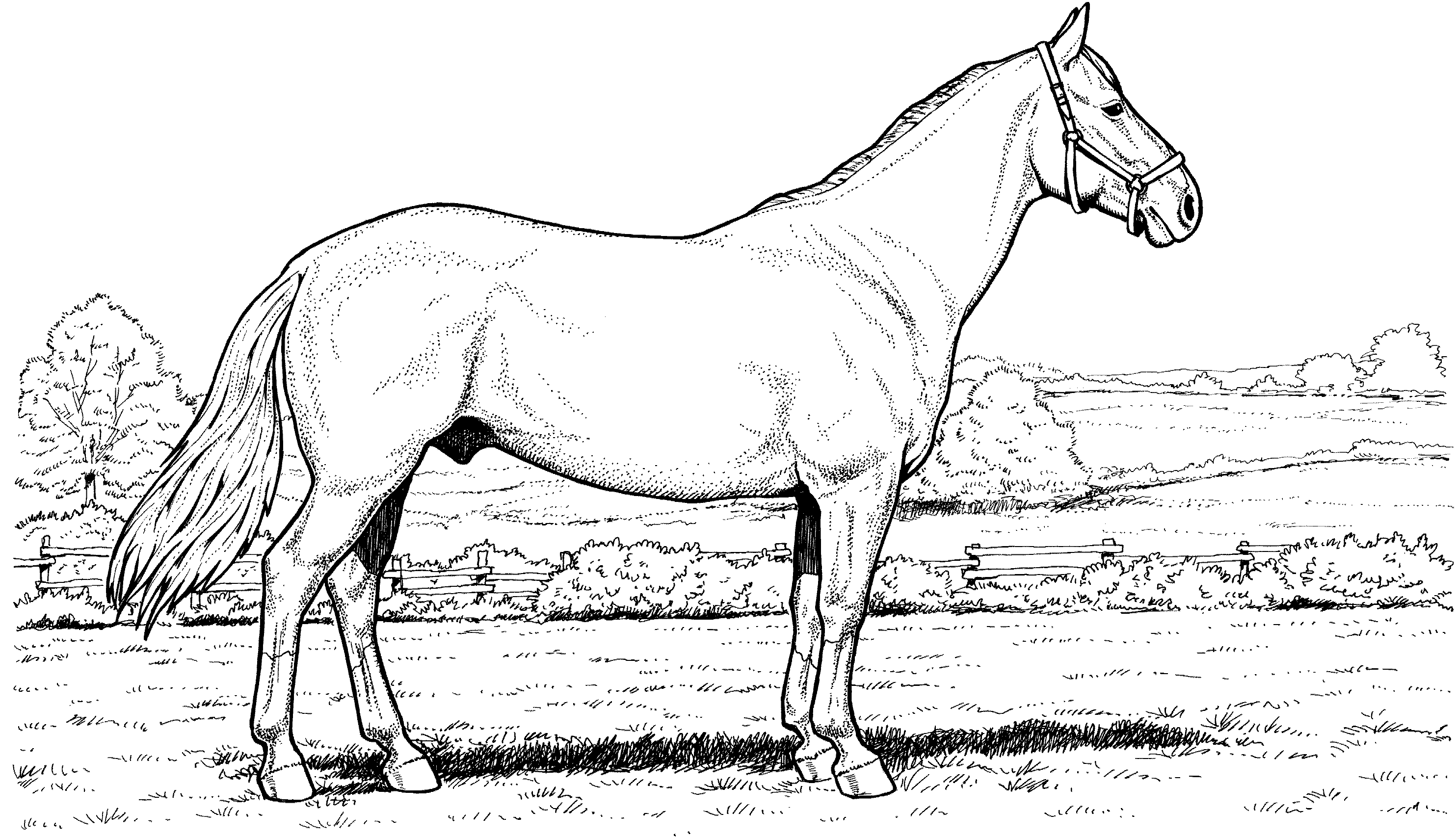 Free Horse Coloring Pages