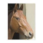 American Quarter Horse Postcard