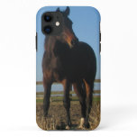 Bay Horse iPhone 11 Case
