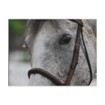 Cute Appaloosa Horse Postcard