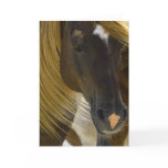 Mustang Horse Photo Greeting Card