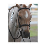 Roan Pony Postcards
